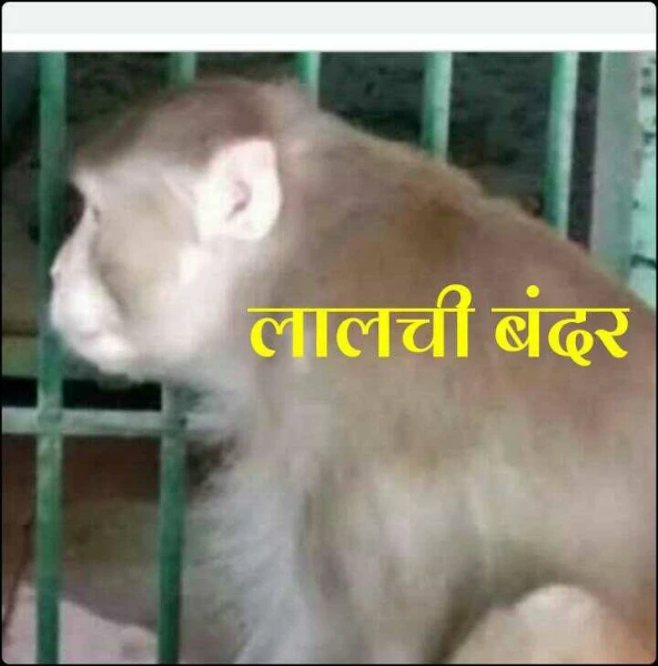 लालची बंदर