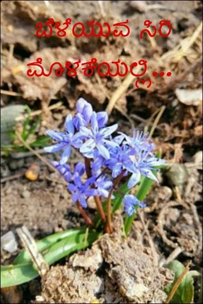 ಬೆಳೆಯುವ ಸಿರಿ ಮೊಳಕೆಯಲ್ಲಿ...