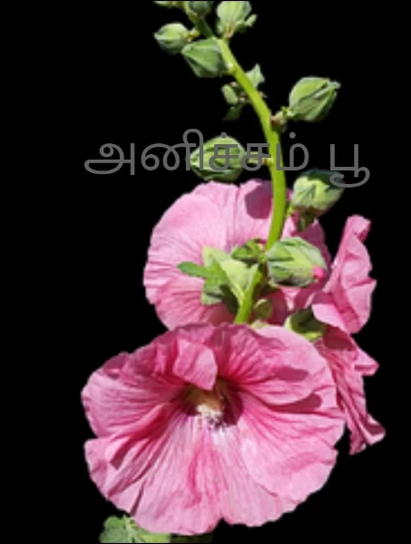 அனிச்சம் பூ
