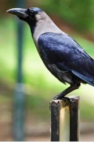 பறவையே எங்கு இருக்கிறாய்