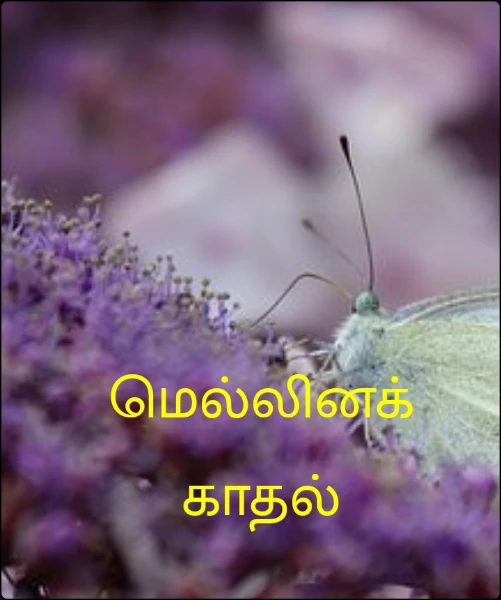 மெல்லினக் காதல்