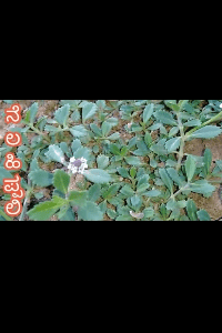 ನೆಲ ಹಿಪ್ಪಲಿ