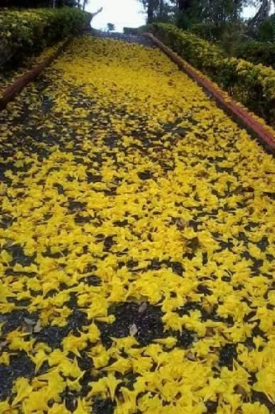உதிரி பூக்கள்