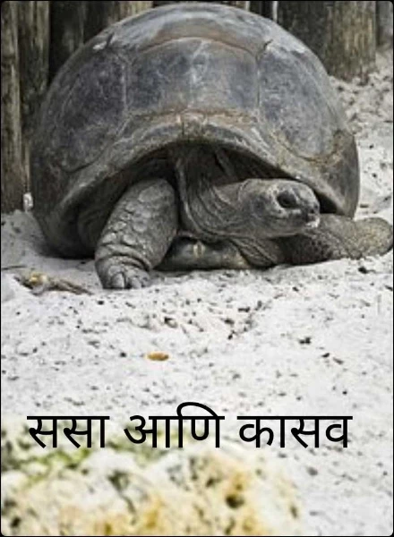 ससा आणि कासव