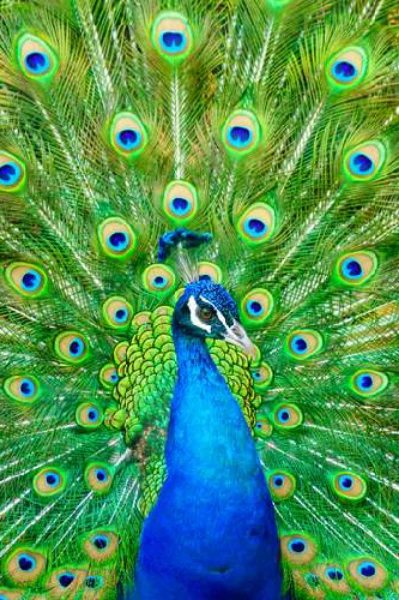 பச்சை வண்ண மயில்🦚