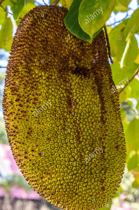 തേൻവരിക്ക