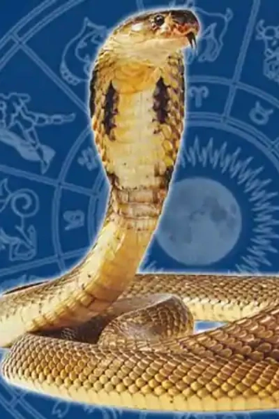 వాసుకి పగ  (దివ్య సర్పం ) జరిగిన కథ