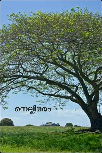 നെല്ലിമരം