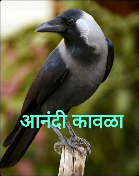 आनंदी कावळा