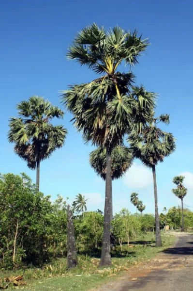 അയ്യപ്പൻ കാവിലെ യക്ഷിപ്പന