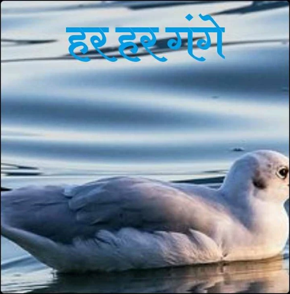 हर हर गंगे