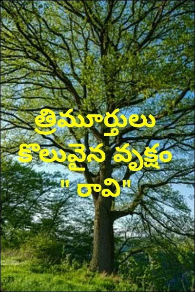 త్రిమూర్తులు కొలువైన వృక్షం " రావి"