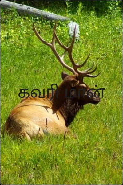 கவரி மான்