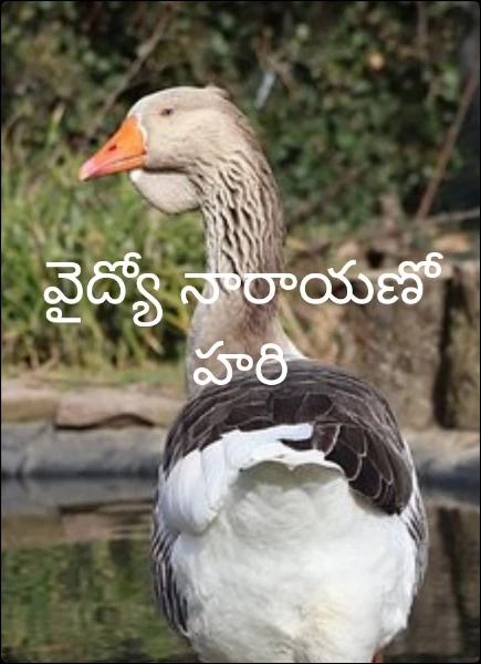 వైద్యో నారాయణో హరి