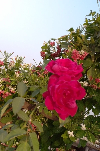 मेरी सच्ची और सबसे अच्छी मार्गदर्शक