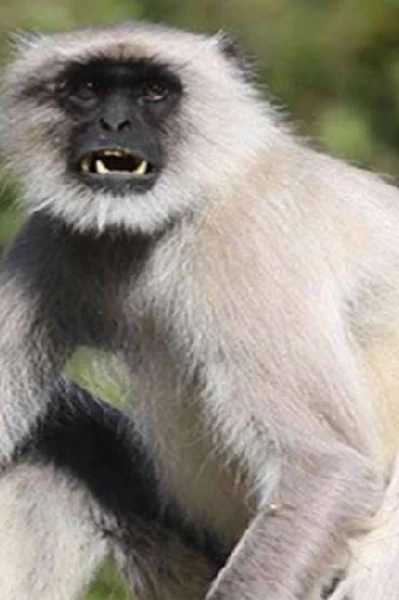 काले मुंह के बंदर ने खुलवाया राम जन्म भूमि का ताला