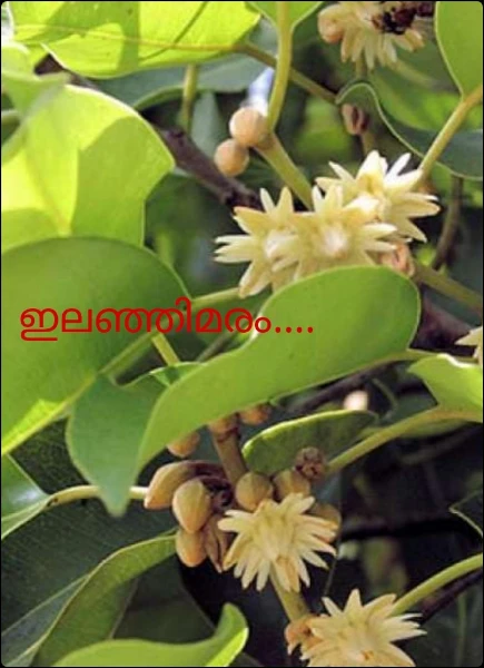 ഇലഞ്ഞിമരം....
