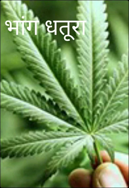 भांग धतूरा