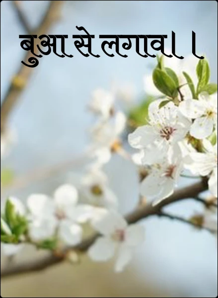 बुआ से लगाव।।