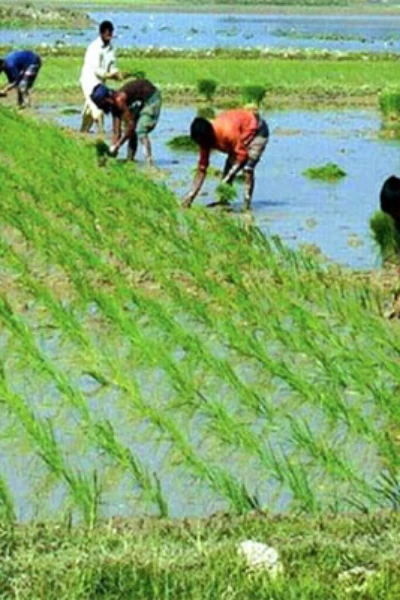 ধান খেত 🌿