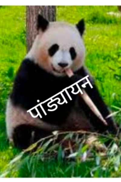 पांड्यायन (लोककथा सिक्कीम ची)