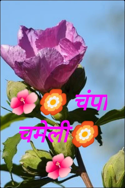 🌺🏵️ चंपा चमेली🏵️🌺