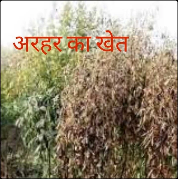 अरहर का खेत