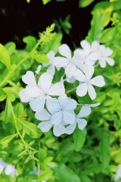 స్వచ్చంద పదవి విరమణ శుభాకాంక్షలు