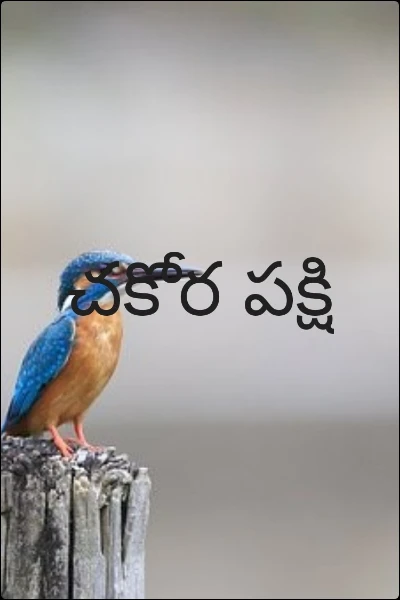 చకోర పక్షి