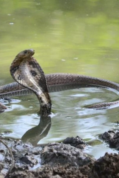 সুবোলের জীবন ও  বিষধর সাপ / সত‍্যনারায়ণ মজুমদার