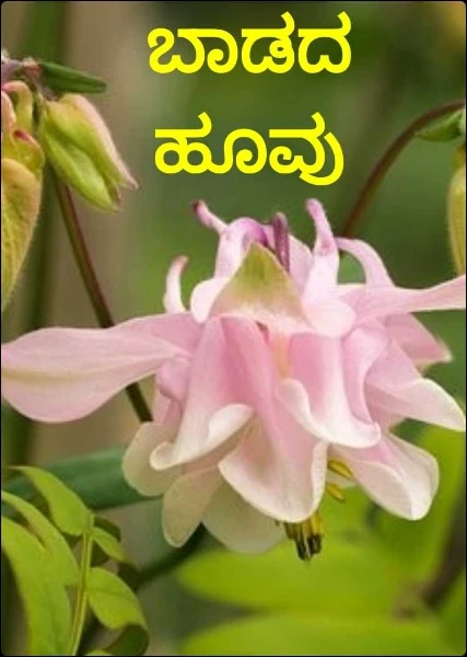ಬಾಡದ ಹೂವು