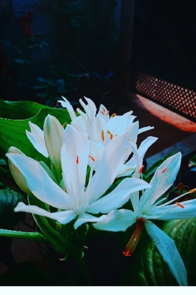 കല്യാണ ചെക്കനെ കാത്തു
