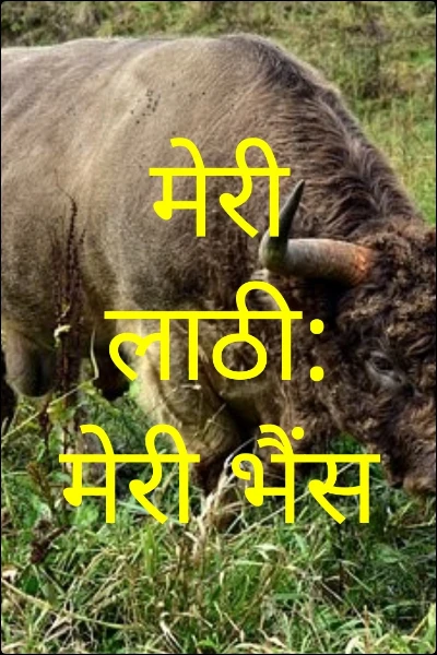 मेरी लाठी: मेरी भैंस