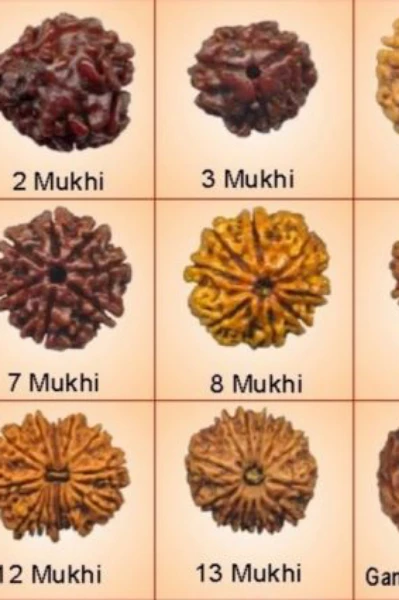 રુદ્રાક્ષ અને તેના પ્રકાર 

રુદ્રાક્ષ એક પ્રકારનું બીજ છે. રુદ્રાક્ષના ઝાડ મોટાં થાય છે. તેનાં ઝાડના મૂળ જમીનનીબહાર દેખાય છે. તેનાં પાંદડાં ગંગેરી ના