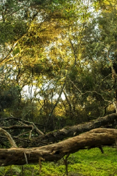 गोष्ट ससा आणि कासवाची