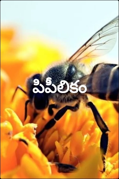 పిపీలికం