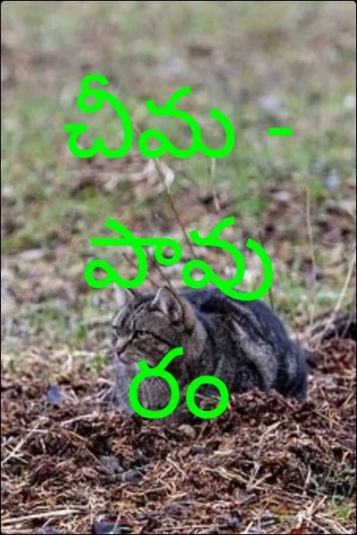 చీమ - పావురం