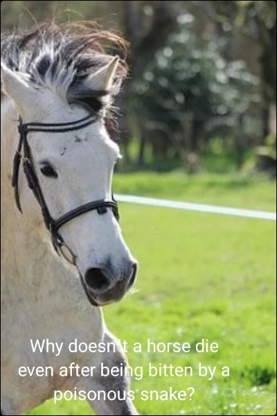 Why doesn't a horse die even after being bitten by a poisonous snake?