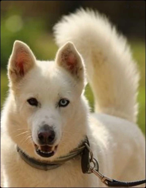 मोती आमचा कुतू