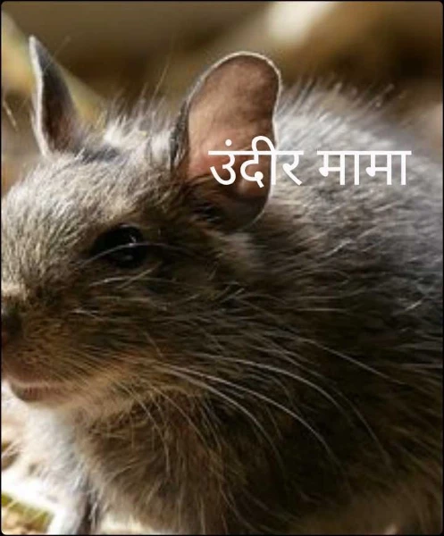 उंदीर मामा