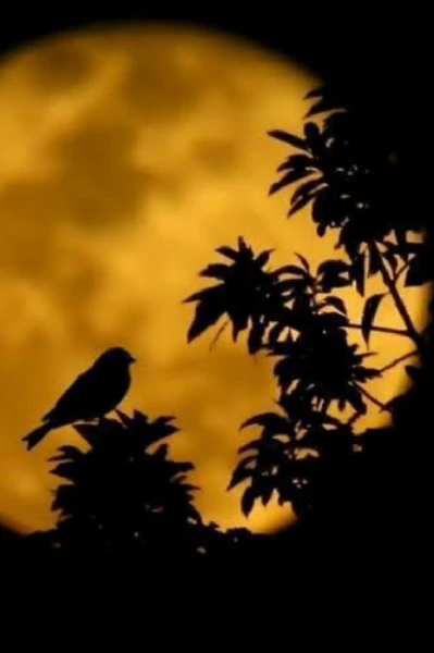 😇রাত জাগা পাখি😳
