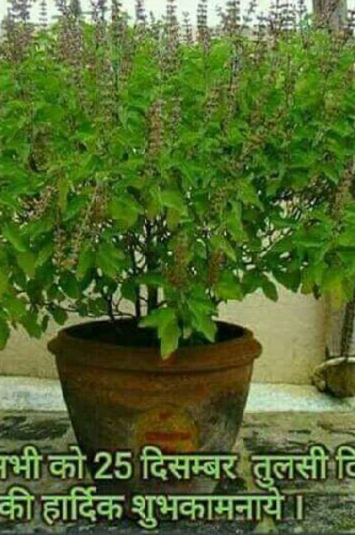 આજ ખ્રિસ્તી ધર્મ ના‌‌ સ્થાપક અને  કુંવારા માતા મેરી ની કુખે અવતારેલ ઈસુ ખ્રિસ્ત નો‌ જન્મ દિવસ છે જેજ્યારે અંગ્રેજો ભારત ને ગુલામ બનાવેલ તો તેમના તેહે