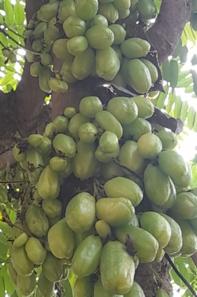 ಬಿಂಬುಳಿ ಉಪ್ಪಿನಕಾಯಿ..😋