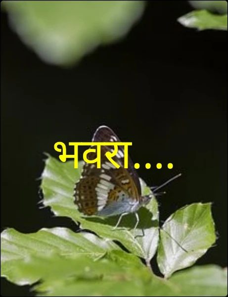 भवरा....