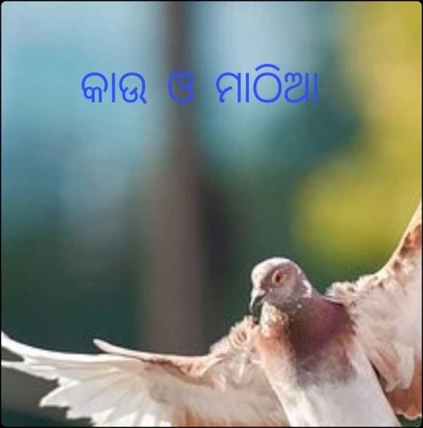 କାଉ ଓ ମାଠିଆ