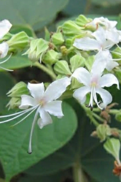 പെരിങ്ങലം