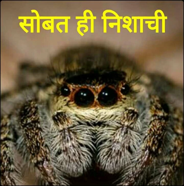 सोबत ही निशाची