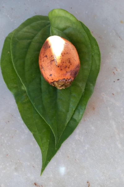 ಅಡಿಕೆ ಬಾಯಲಿಟ್ಟು ಎಲೆ ಕೀಳಬಾರದು. ಏಕೆ?