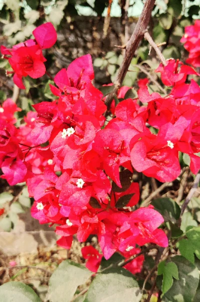 అమ్మమ్మ తాతయ్య జ్ఞాపకాలు.