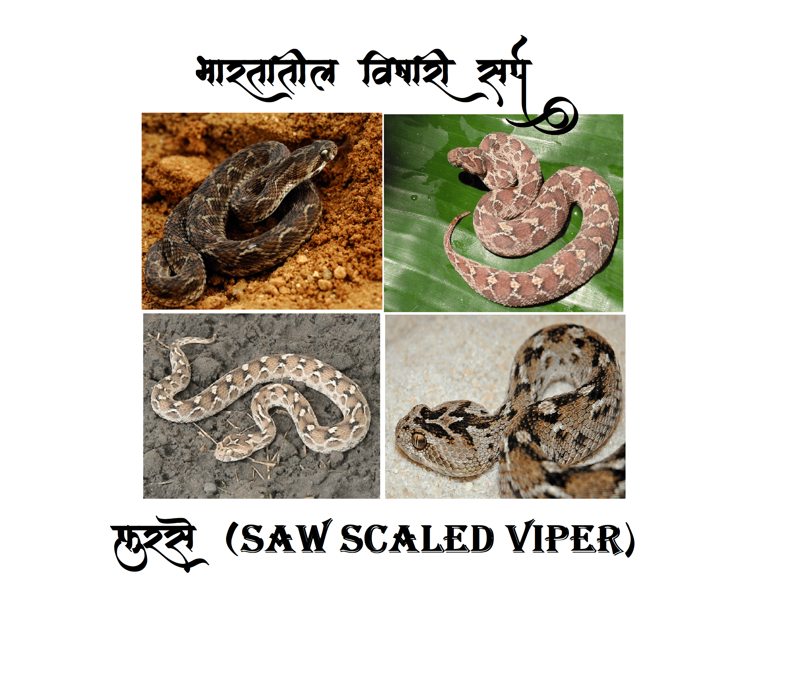 ३. फुरसे - (Saw Scaled Viper)